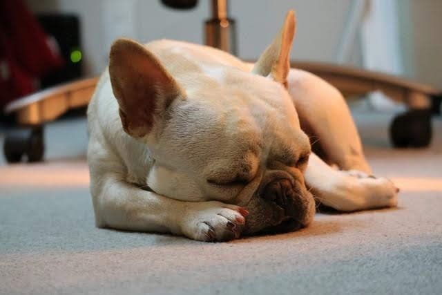 〇〇類の有無を確認してドッグフードを選ぶ