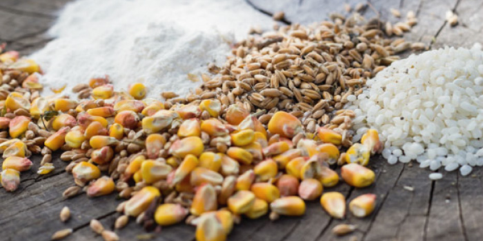 グレインの有無を確認してドッグフードを選ぶ