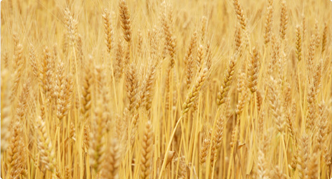 グルテンの有無を確認してドッグフードを選ぶ