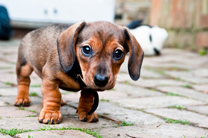 傷病による栄養素の制限に従ってドッグフードを選ぼう